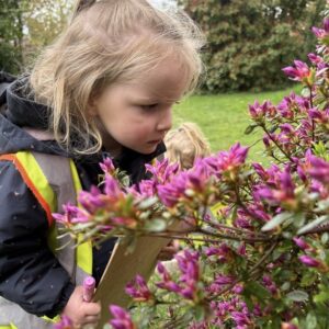 A toddler girl looks intently at a bunch of pink flowers.